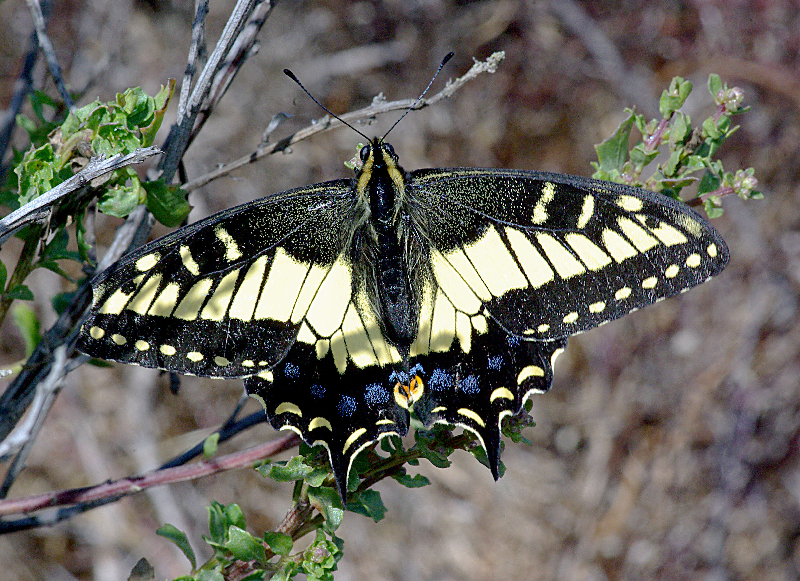 Image of Anise Swallowtail