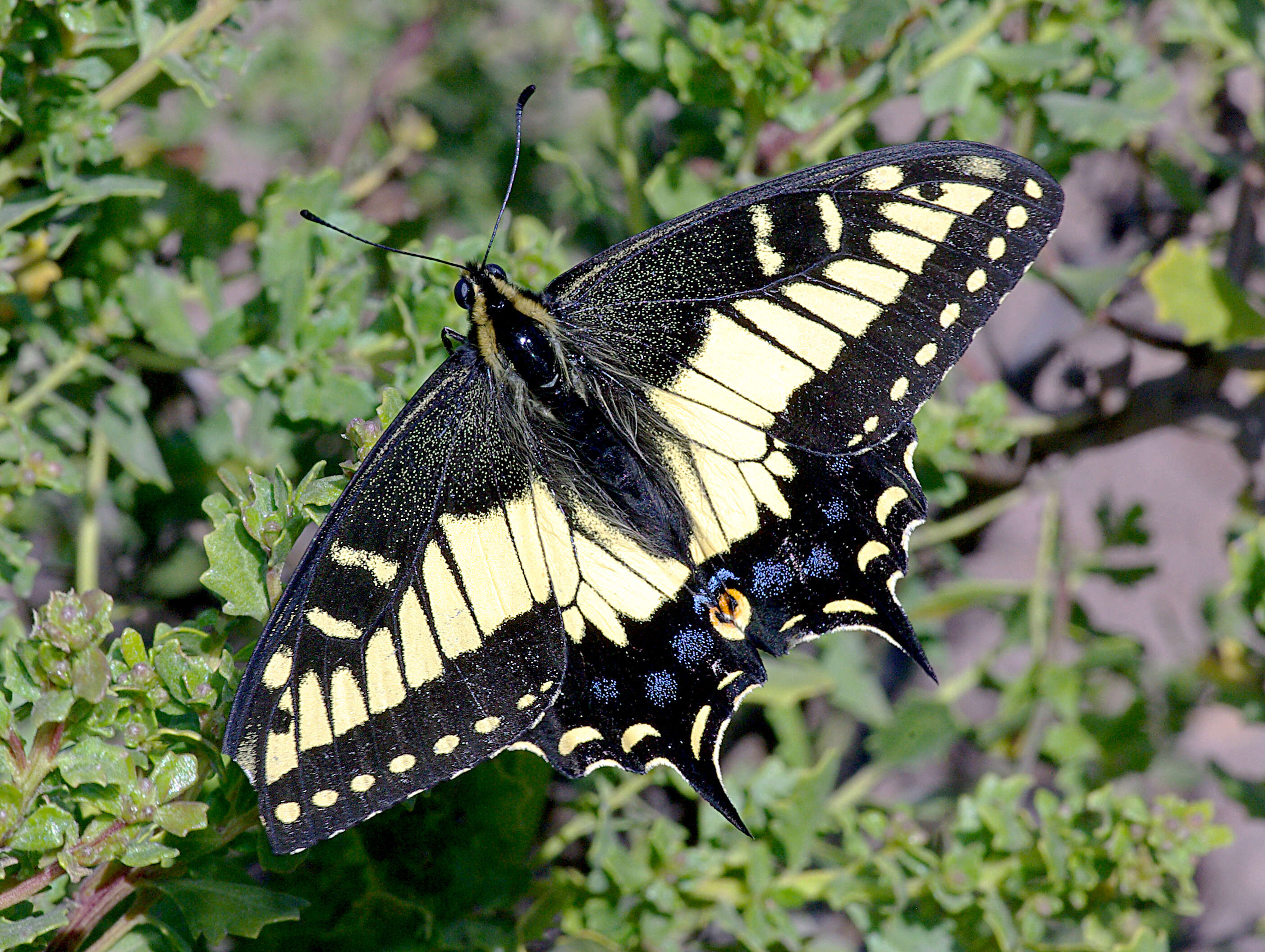 Image of Anise Swallowtail