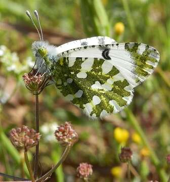 Euchloe ausonia (Hübner (1804)) resmi