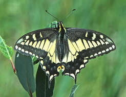 Image of Anise Swallowtail