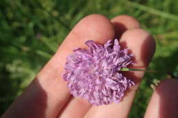 Image de Peronospora violacea