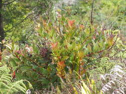 Image of Gaultheria fragrantissima Wall.