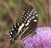 Image of Palamedes Swallowtail