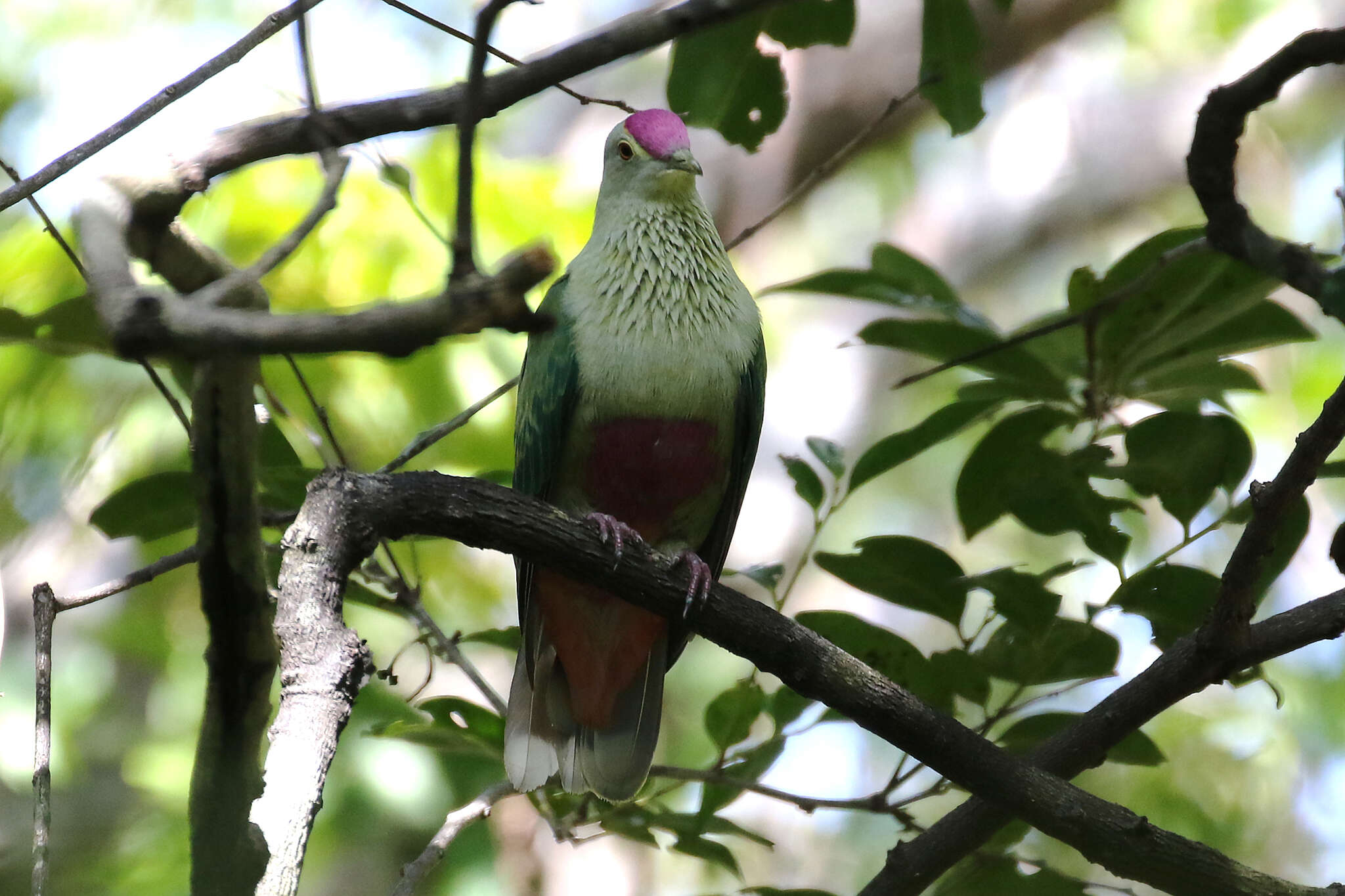 Image of Red-bellied Fruit Dove