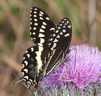 Image of Palamedes Swallowtail