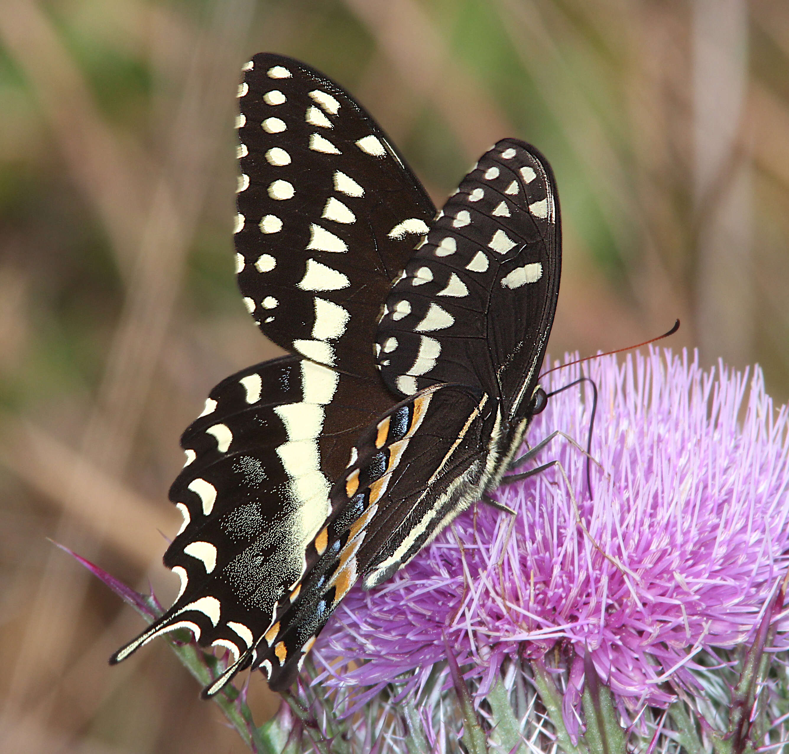 Sivun Papilio palamedes Drury 1773 kuva