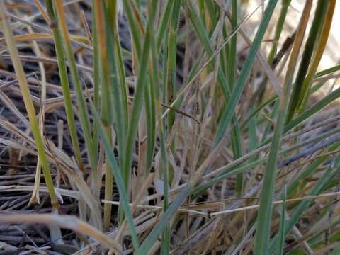 Image of California barley