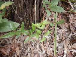 Image of Schelhammera multiflora R. Br.