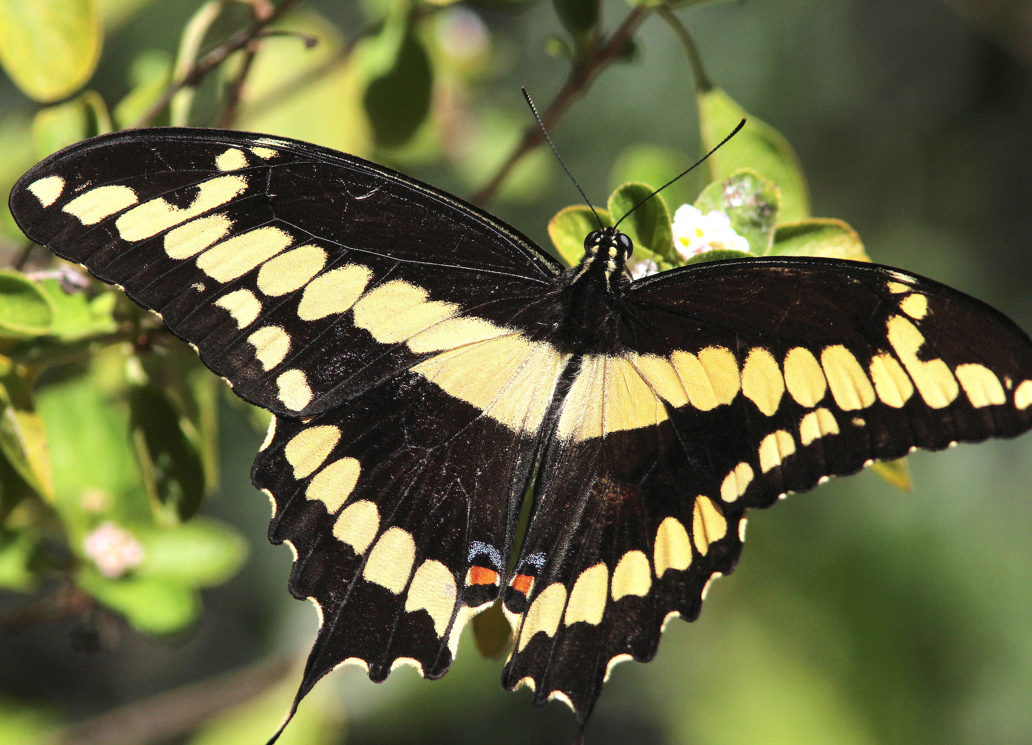 Image of Eastern Giant Swallowtail