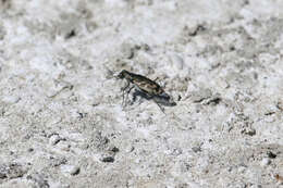 Image of Short-legged Tiger Beetle