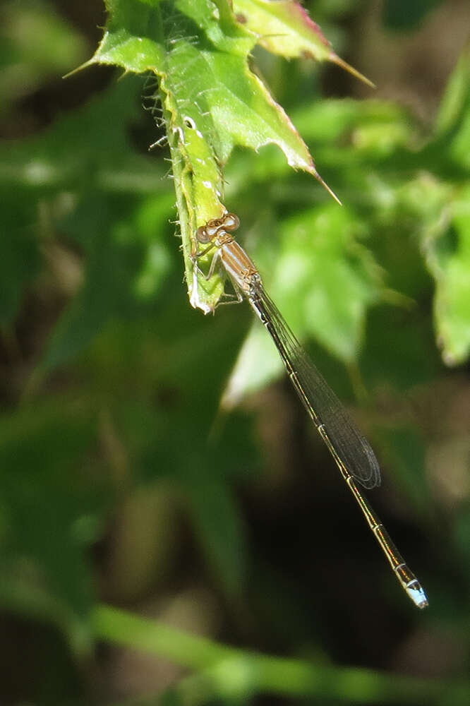 Image of Argentagrion ambiguum (Ris 1904)