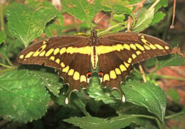 Image of Eastern Giant Swallowtail