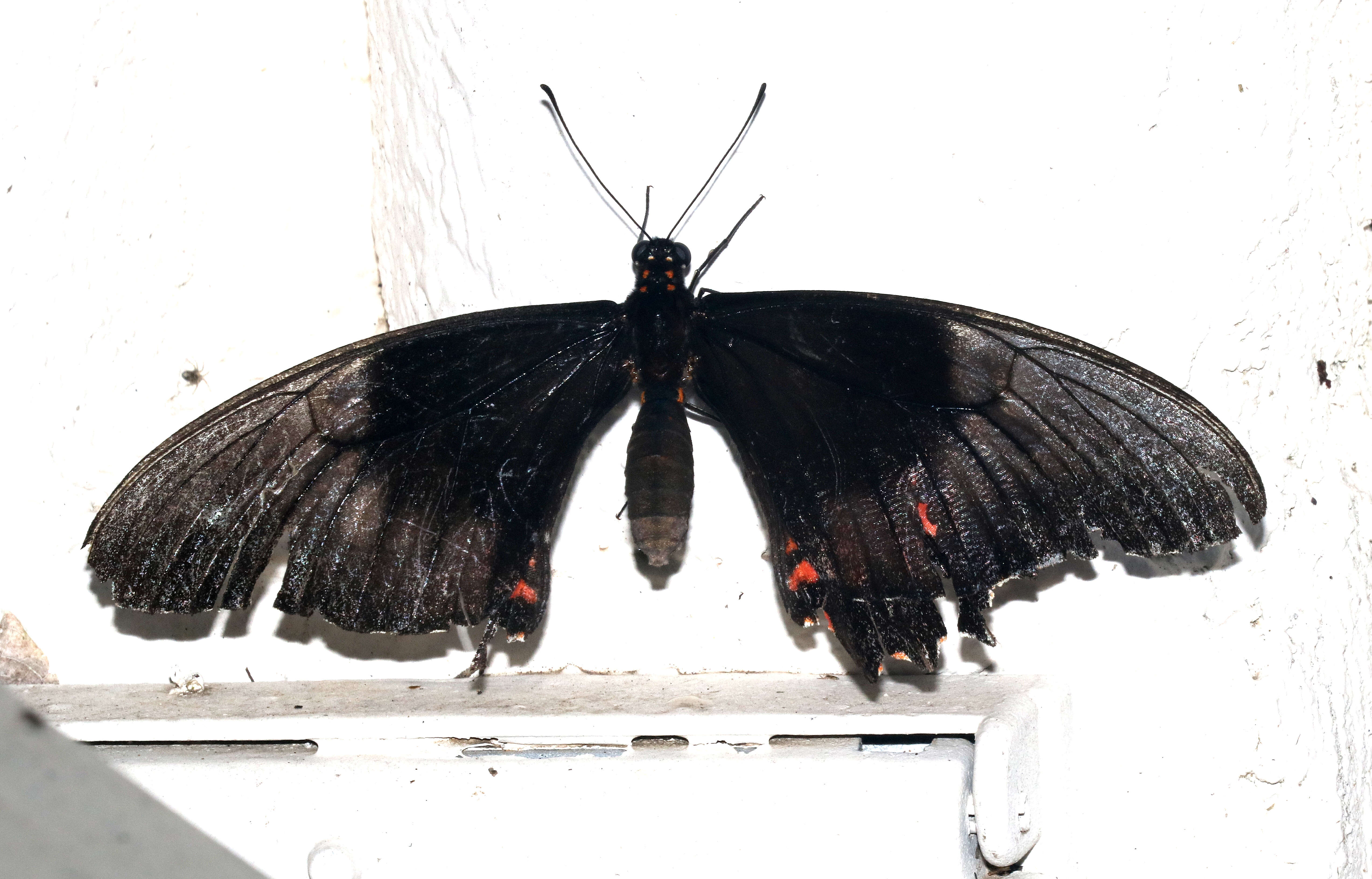 Image de Papilio anchisiades Esper 1788