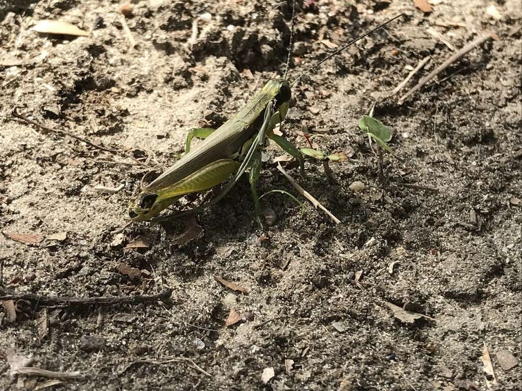 Image of Olive-green Swamp Grasshopper