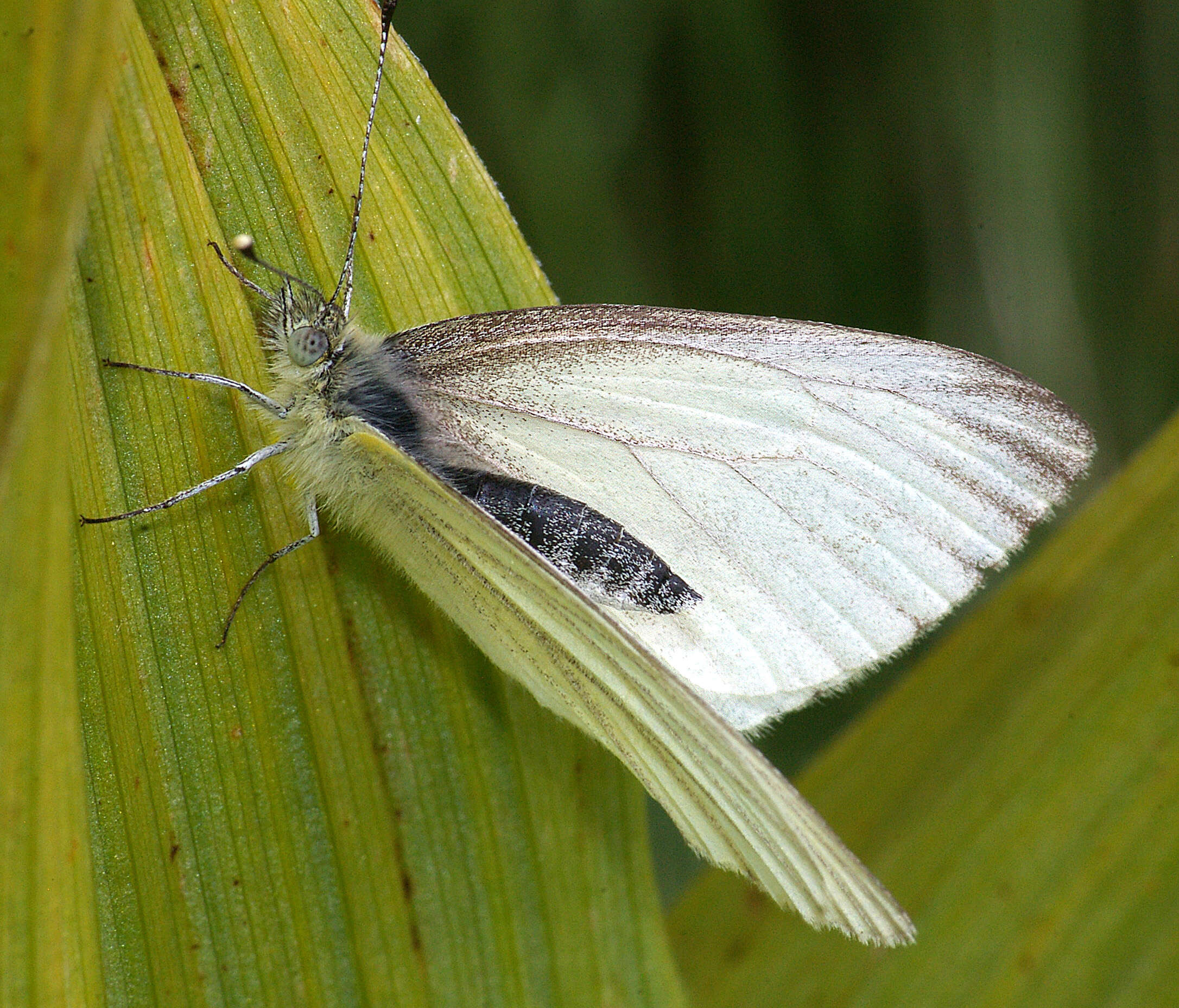 Image of Margined White