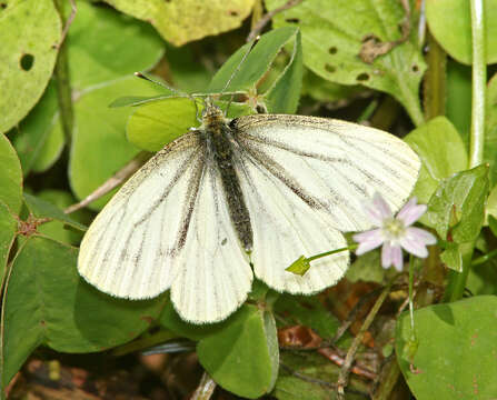 Image of Margined White