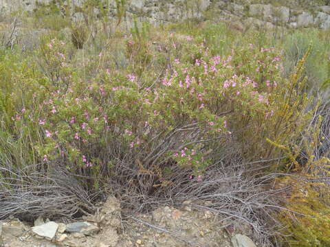 Image of Pelargonium pseudoglutinosum Knuth