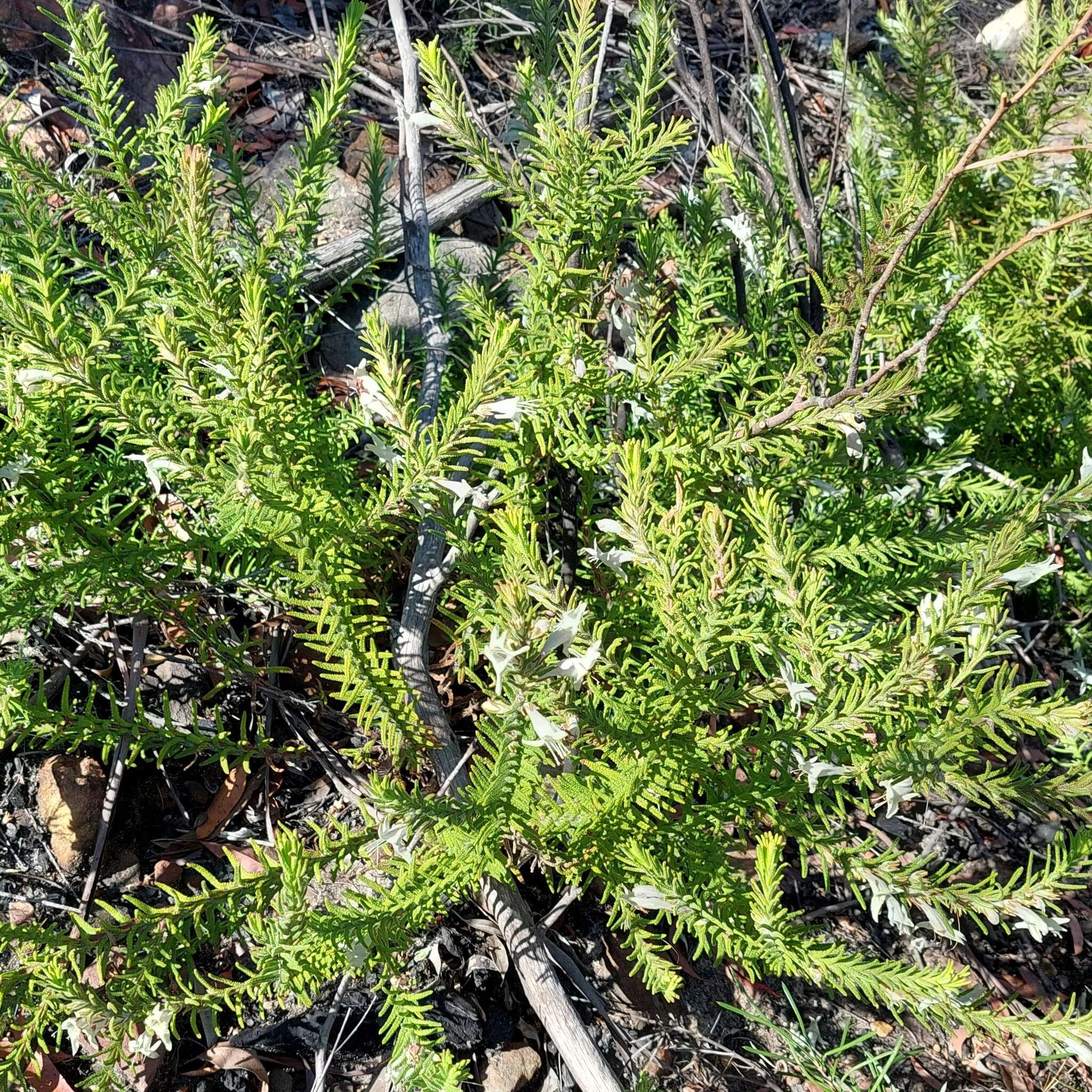 Image of Chloanthes stoechadis R. Br.