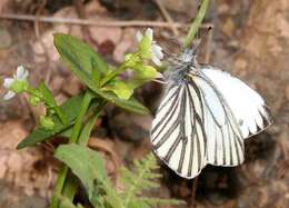 Image of Margined White