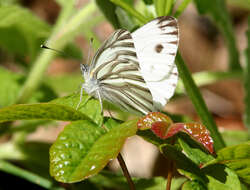 Image of Margined White