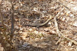 Image of western Girdled Lizard