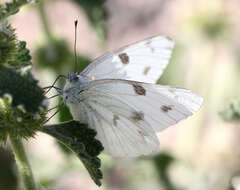 Image of Checkered White