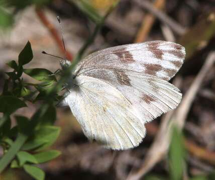 Image of Checkered White