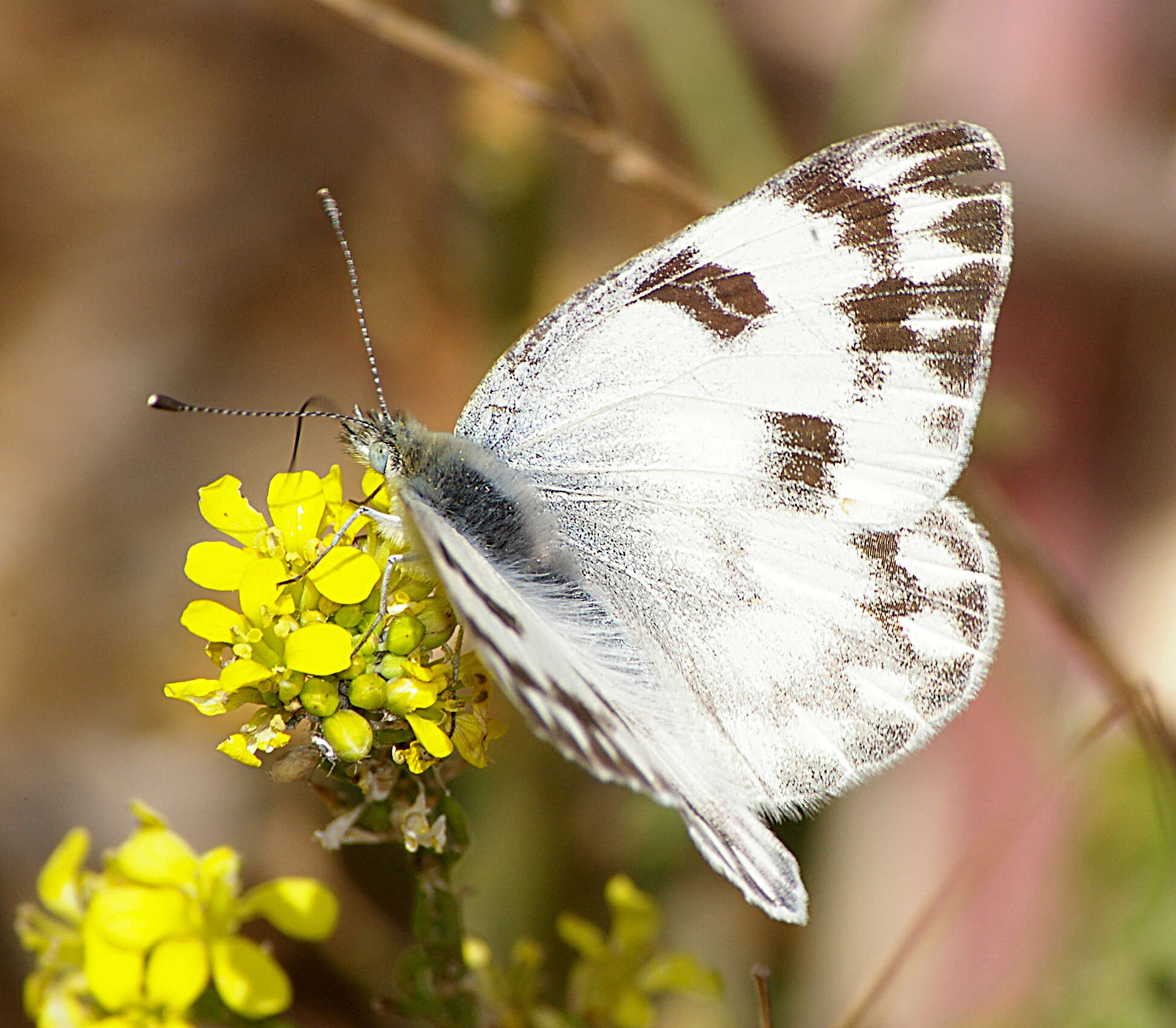 Image of Checkered White