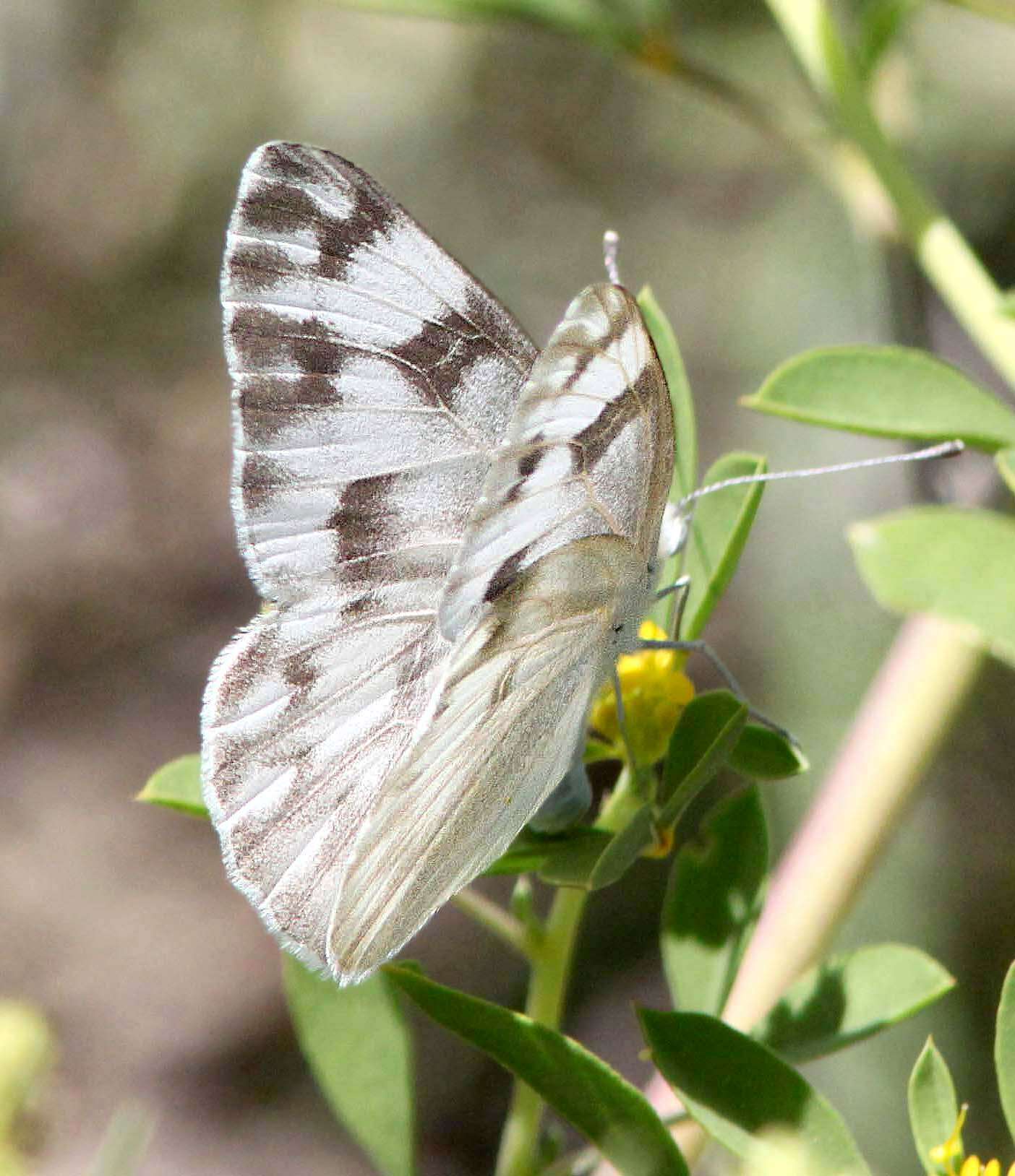 Image of Checkered White