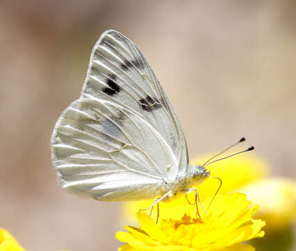 Image of Checkered White