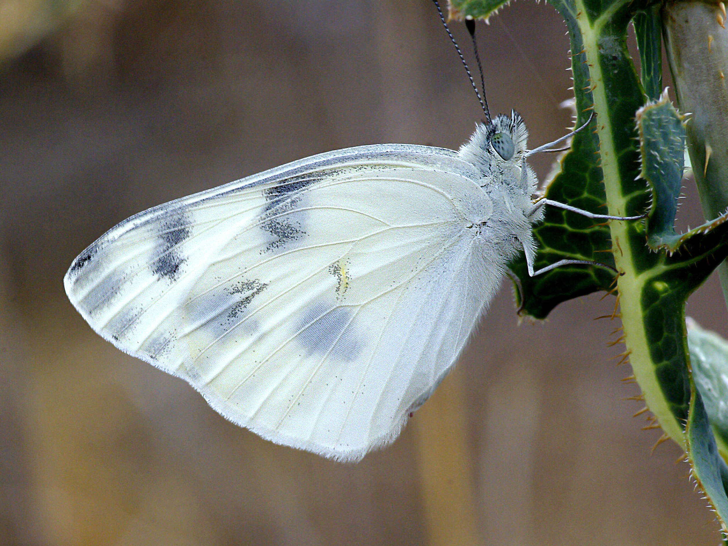 Image of Checkered White