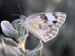 Image of Checkered White