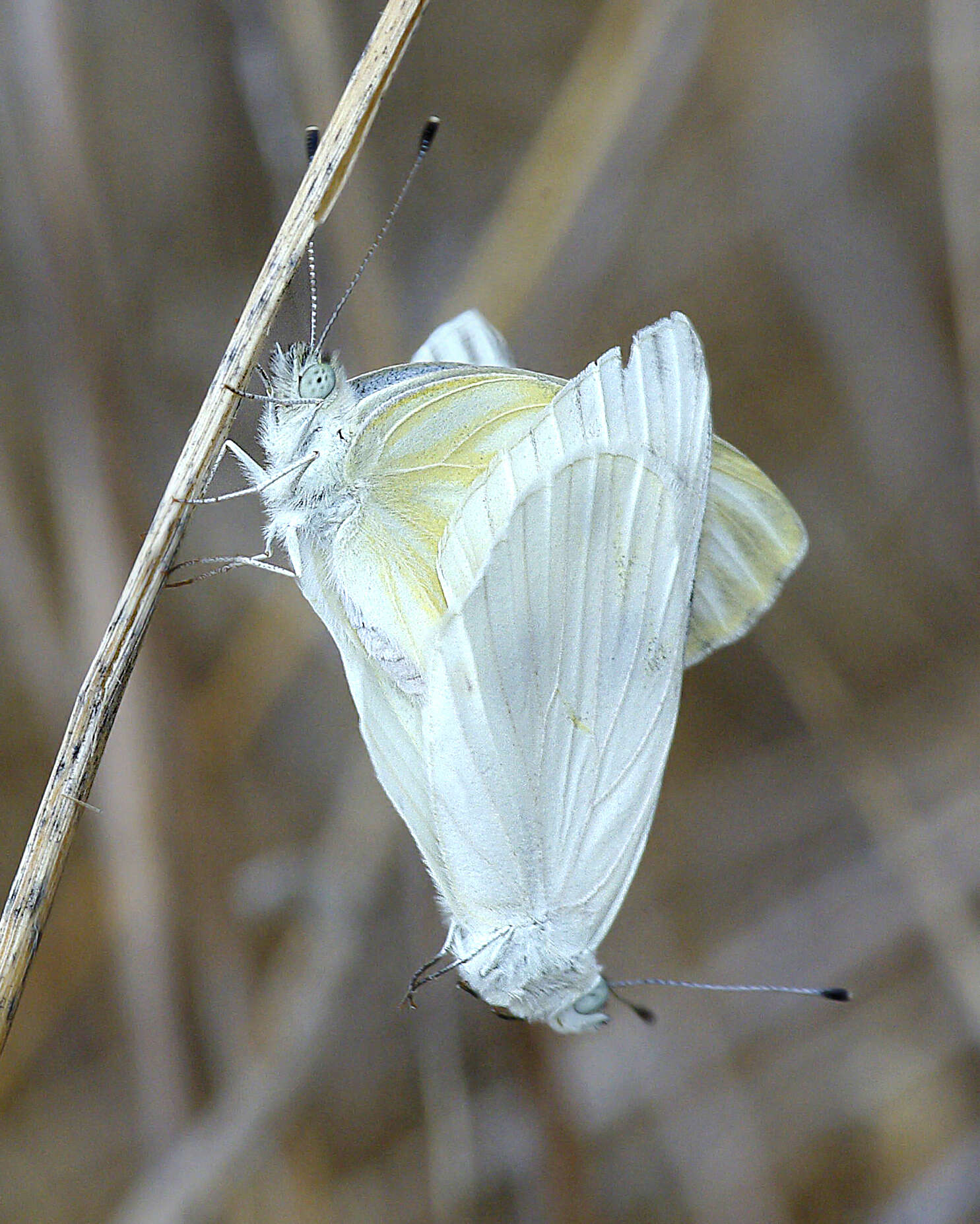 Image of Checkered White