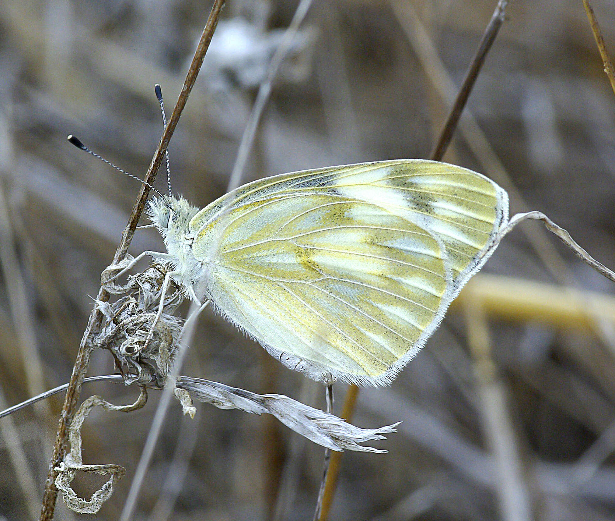 Image of Checkered White