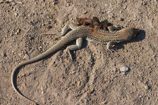 Image of Rapid Racerunner