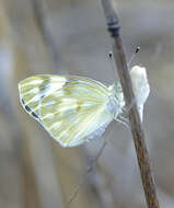 Image of Checkered White