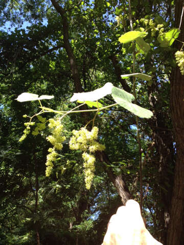 Image of California wild grape