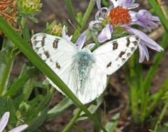 Image of Checkered White