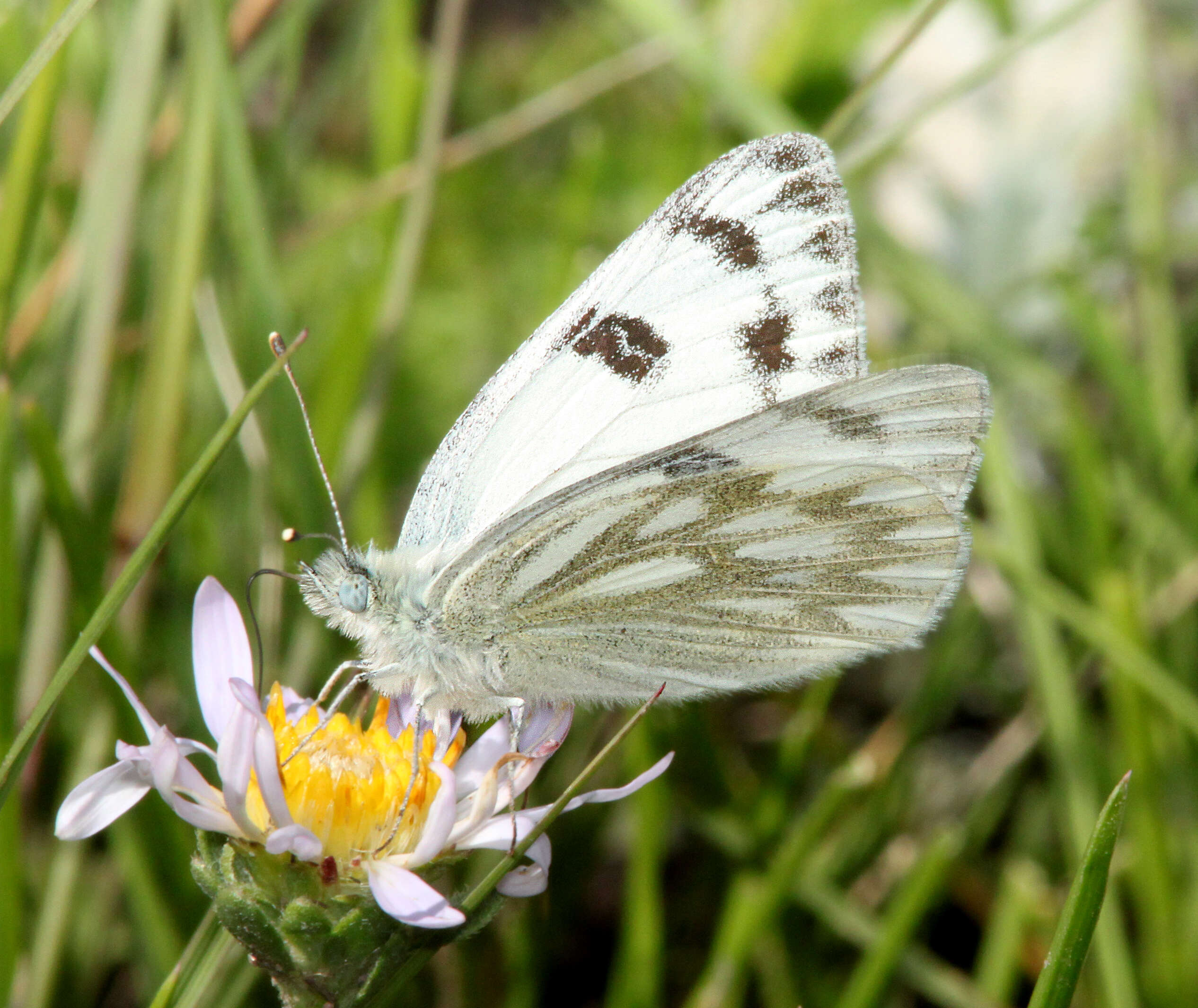 Image of Checkered White