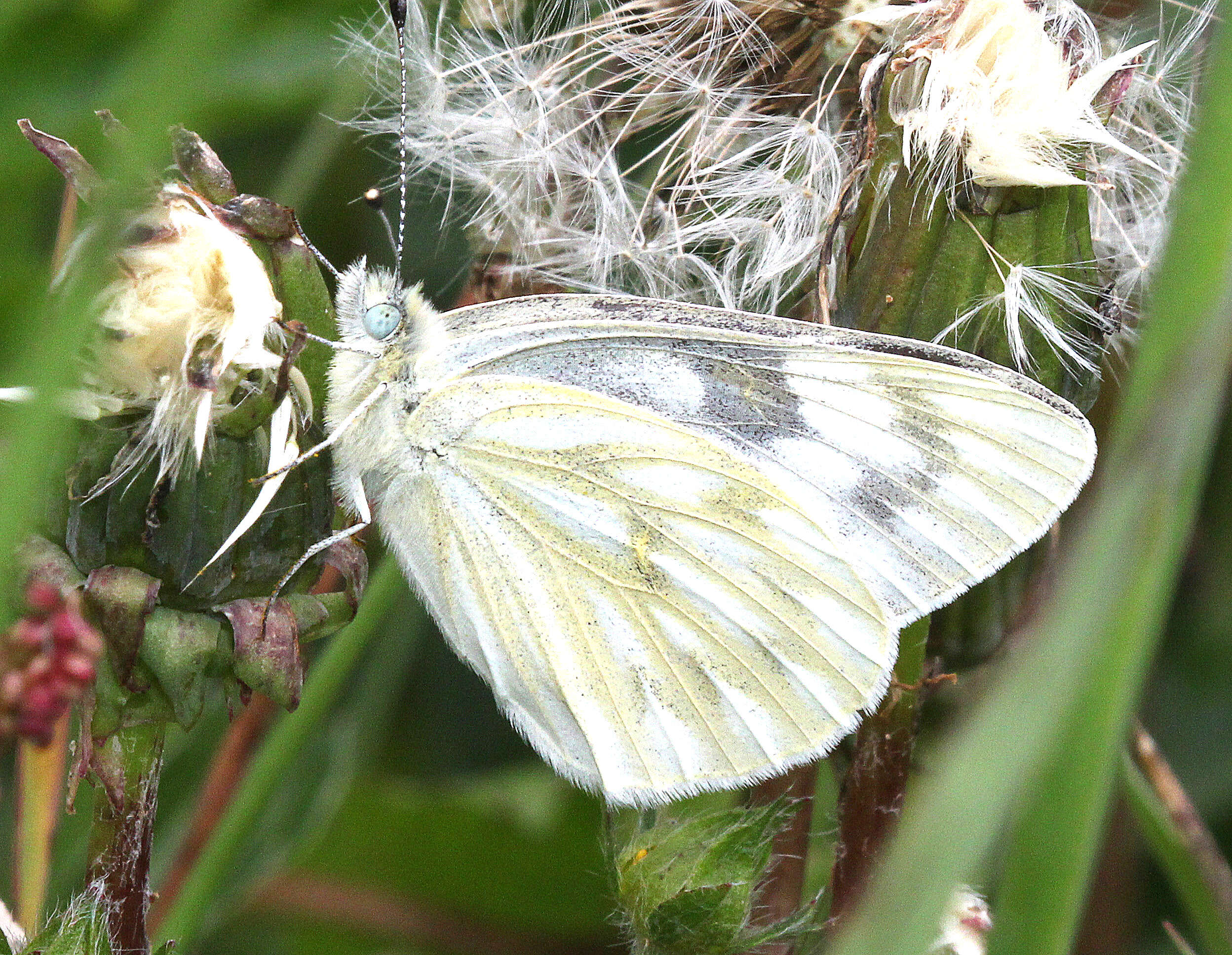 Image of Western White