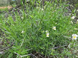 صورة Nemesia fruticans (Thunb.) Benth.