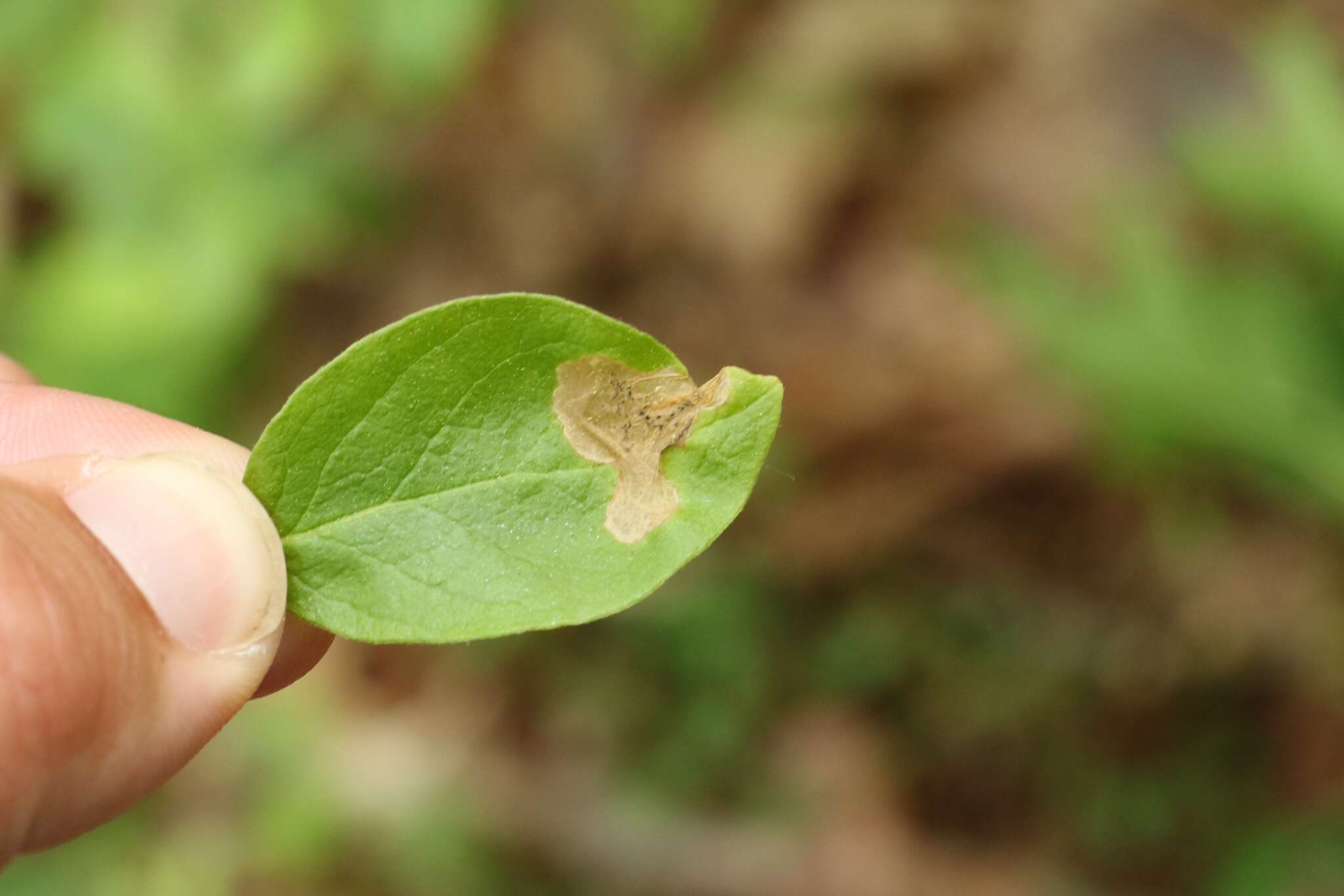 Plancia ëd Lyonetia latistrigella Walsingham