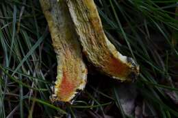 Image de Hortiboletus engelii (Hlaváček) Biketova & Wasser 2015