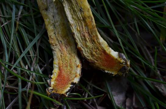 Image of Hortiboletus engelii (Hlaváček) Biketova & Wasser 2015