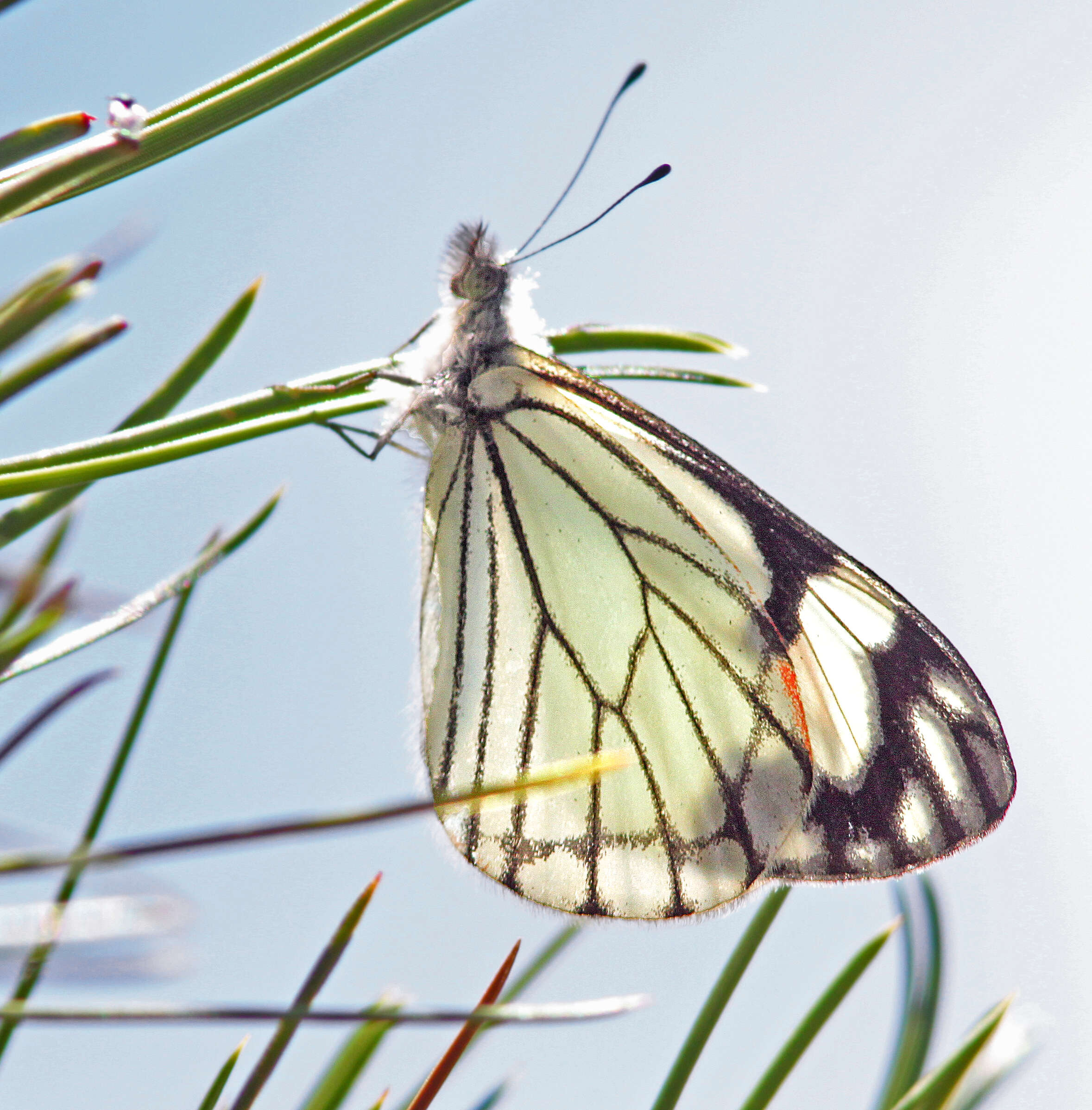 Image of Pine White