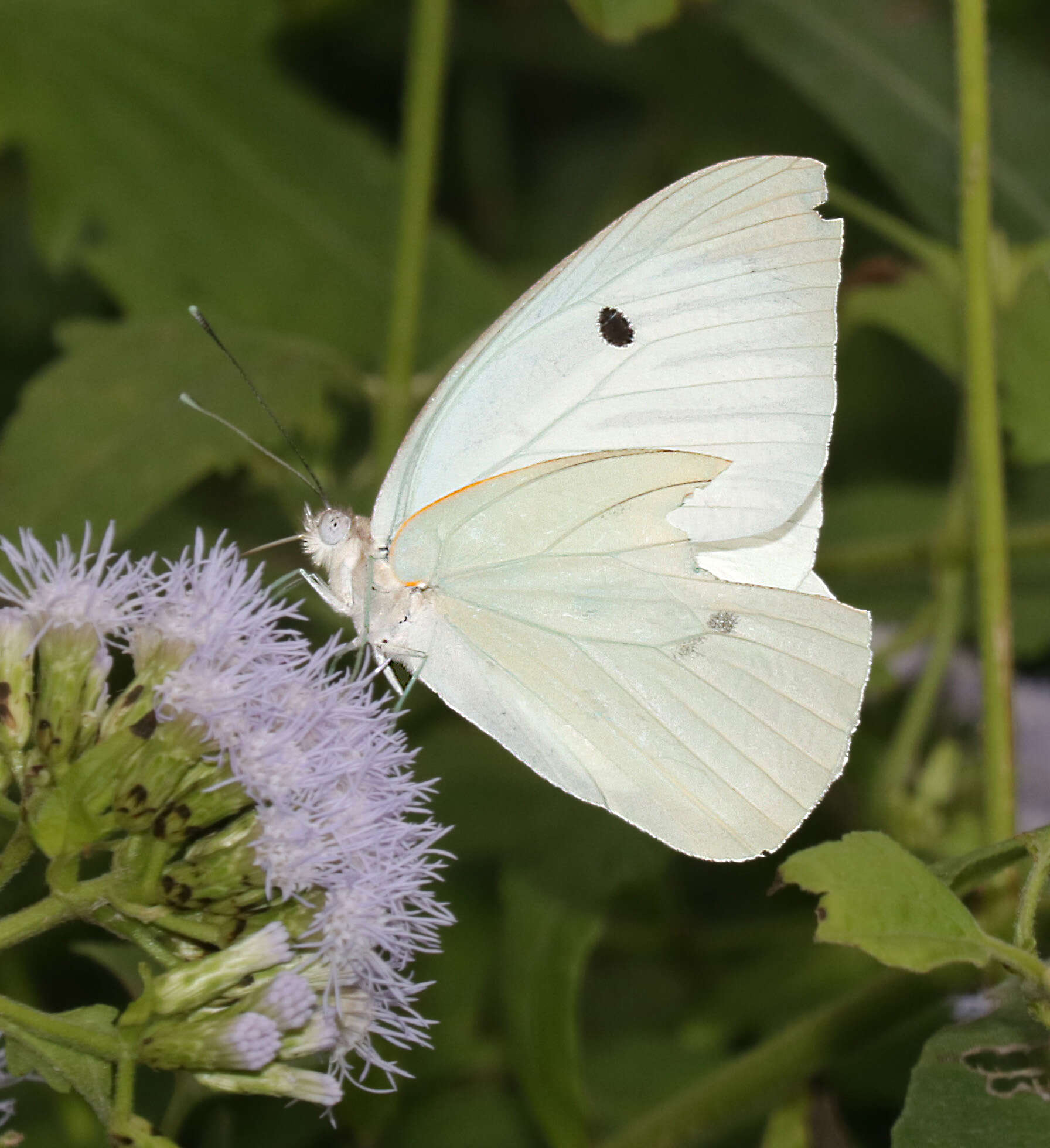 Image of Giant White