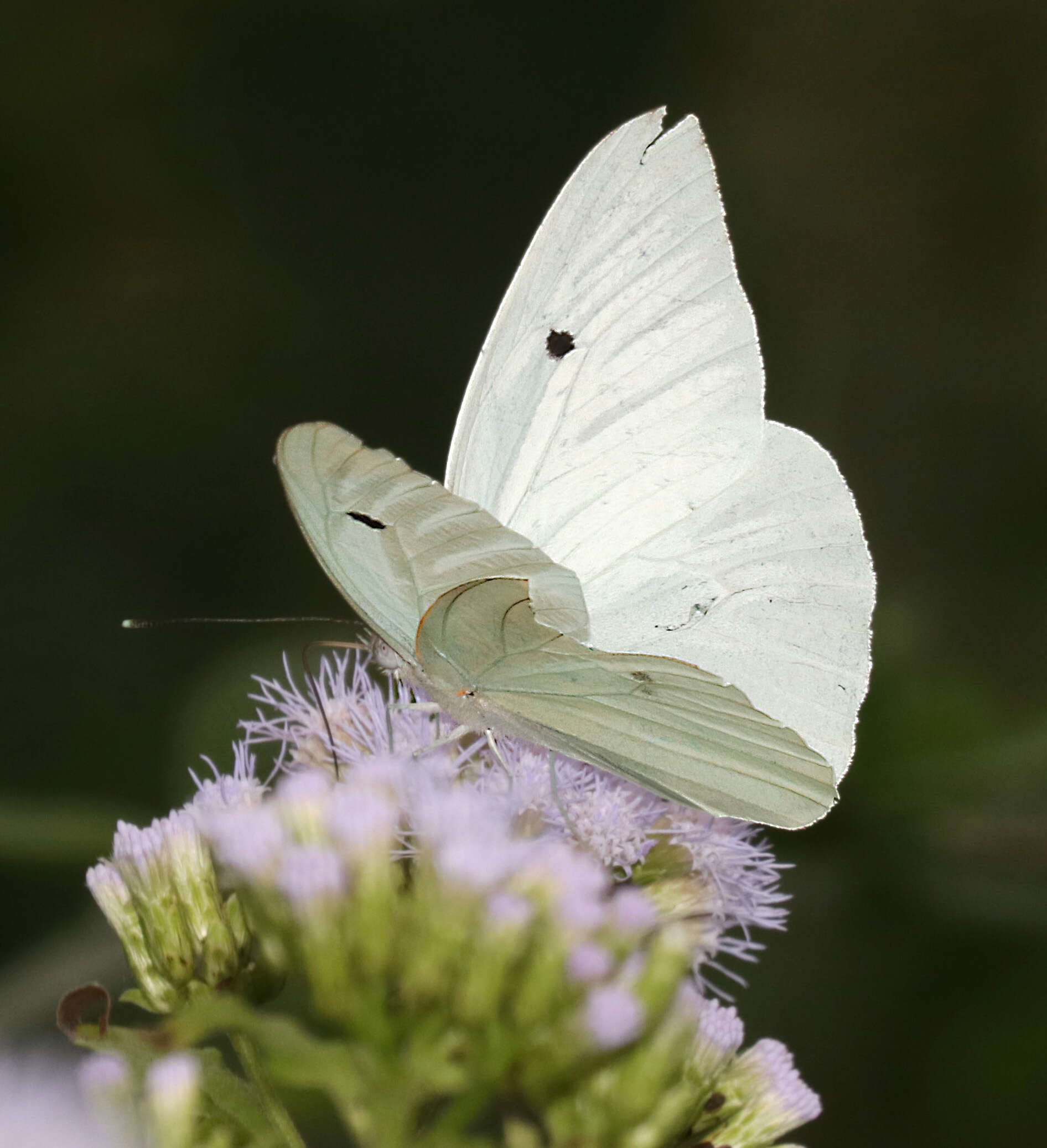 Image of Giant White