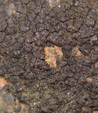 Image of wart lichen