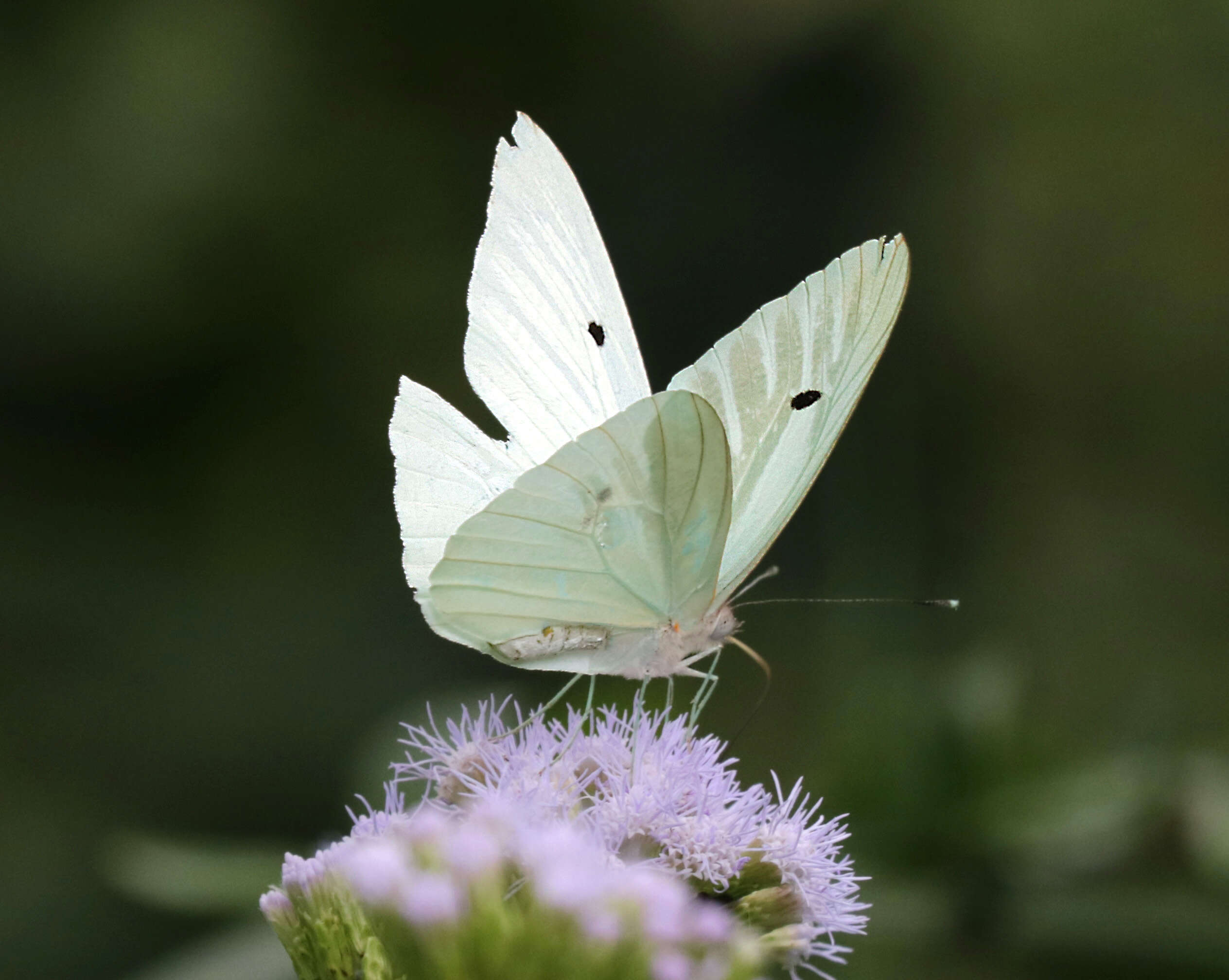 Image of Giant White