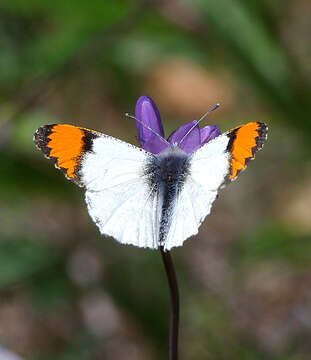 Image of Sara Orangetip